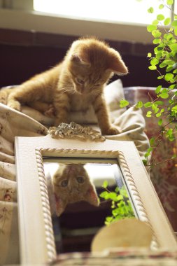 Cat looking in mirror clipart