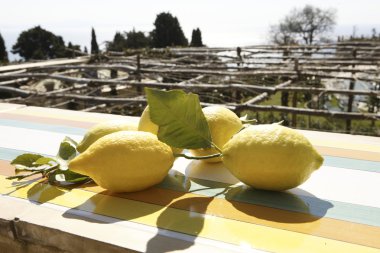 Lemon amalfi clipart