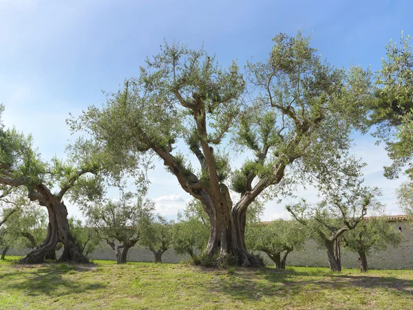 Gaj oliwny — Zdjęcie stockowe