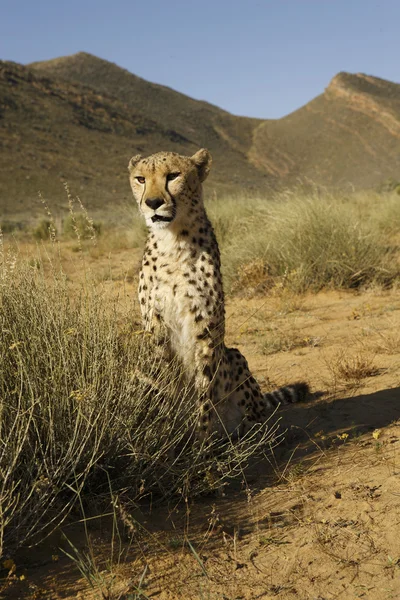 stock image Cheetah sitting