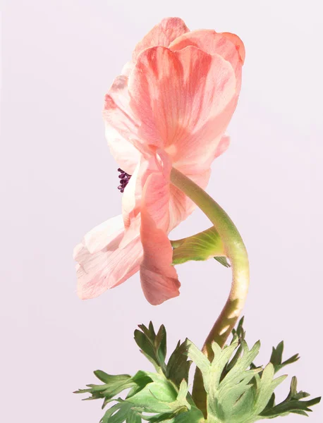 Anemone pink — Stock Photo, Image