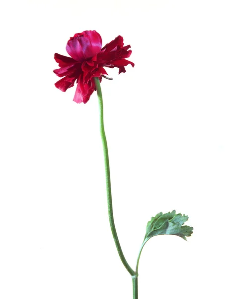 Anemone red — Stock Photo, Image