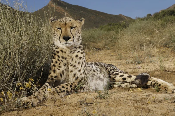 Wild cheetah — Stock Photo, Image