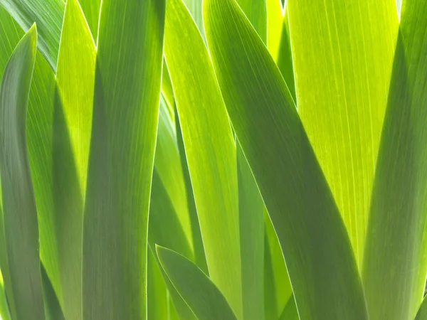 stock image Iris leafs