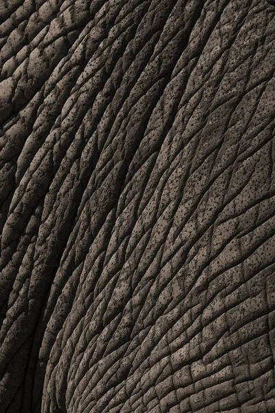 Echtes Elefantenfell — Stockfoto