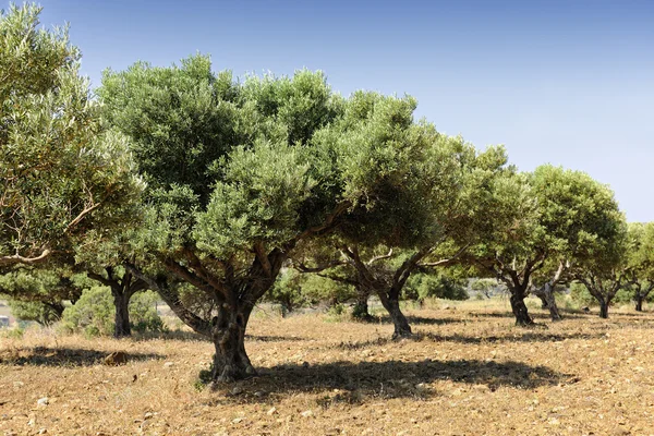 Olive tree orchard Kardamena közelében — Stock Fotó