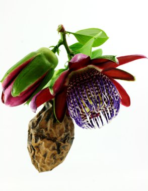 Passiflora. clipart