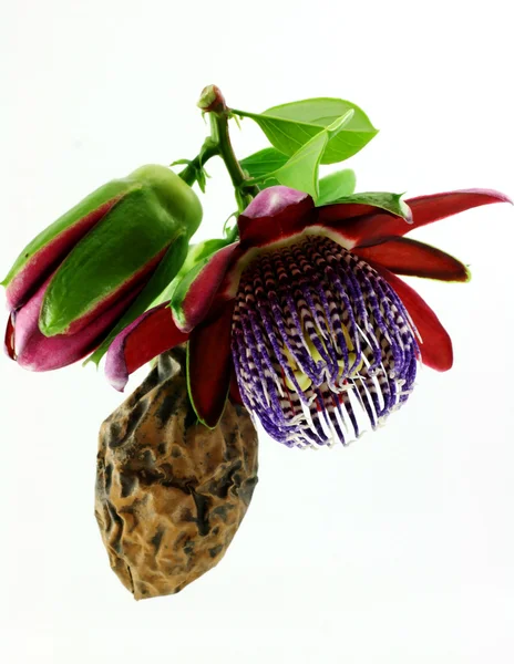 stock image Passiflora.