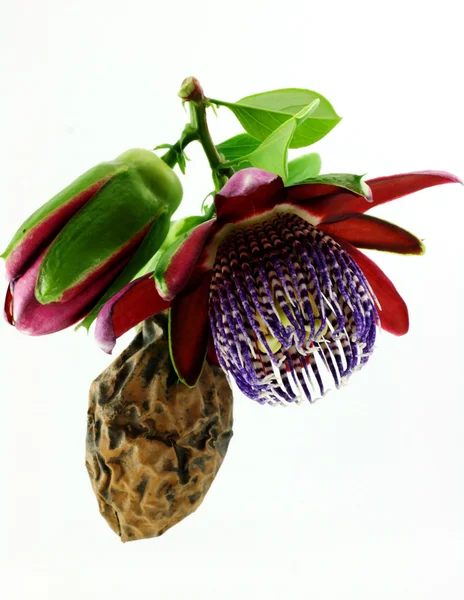 Passiflora. Φωτογραφία Αρχείου