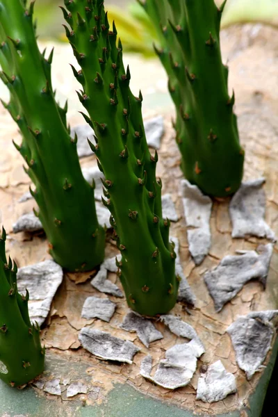 Baby kaktus — Stock fotografie