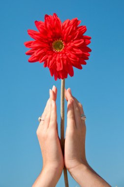 ellerinde kırmızı gerbera