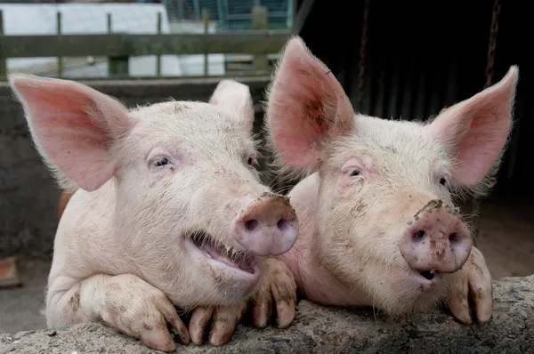 Lustige Schweine — Stockfoto