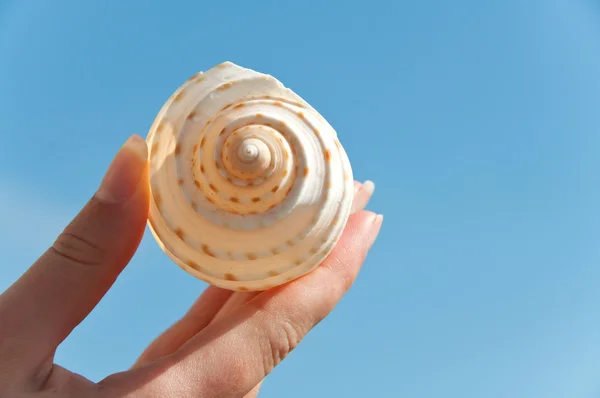 Holding a shell — Stock Photo, Image