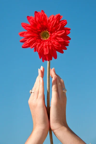 ellerinde kırmızı gerbera