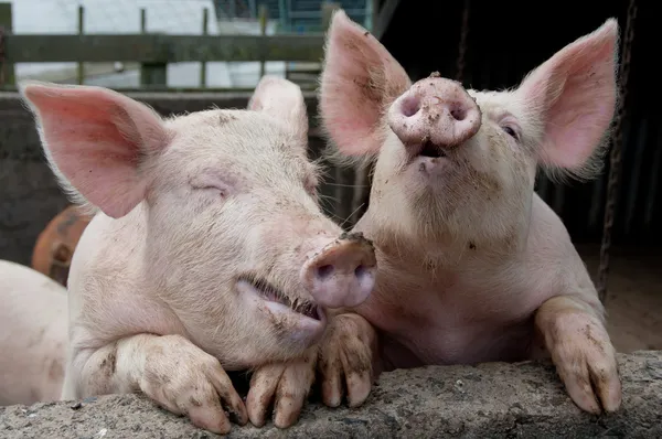 Смішні Свині сміються і жартують Стокове Фото