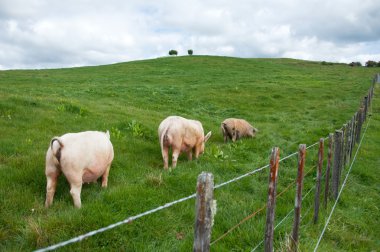 Free range organic pigs grazing clipart