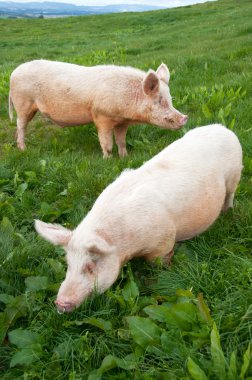 Free range organic pigs grazing clipart