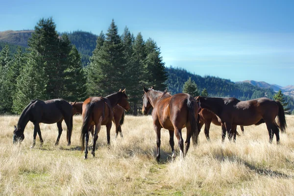 Horses grazing on tussock — Stock Photo, Image