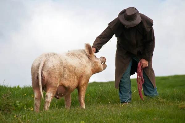 Farmer scratching pigs head — Stock Photo, Image