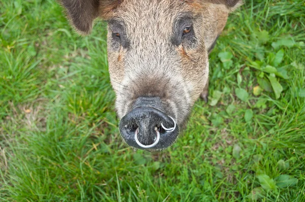 Pig snout — Stock Photo, Image