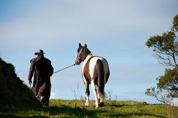 stock image Walking horse on farm