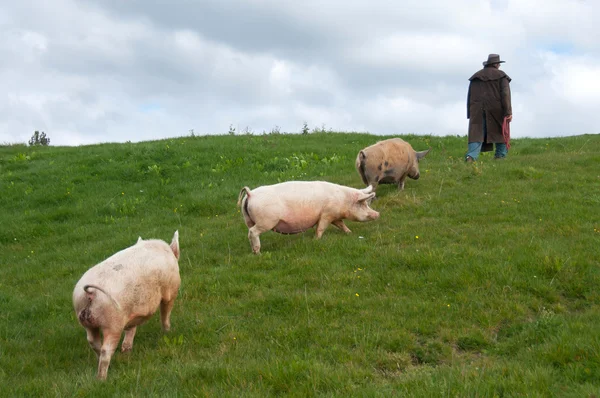 Campesino caminando cerdos a través de paddock Imagen De Stock