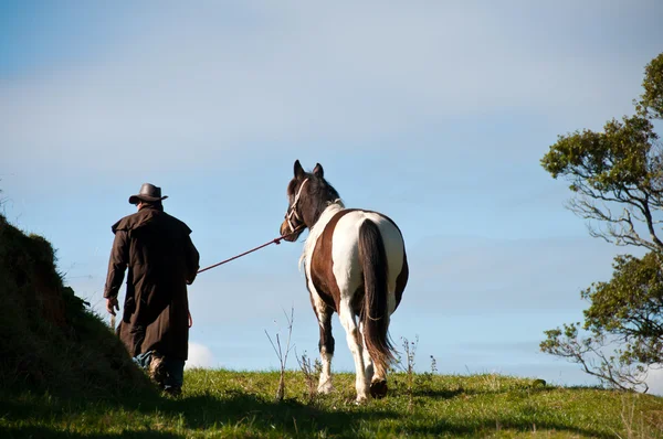 Прогулянковий кінь на фермі Стокове Фото