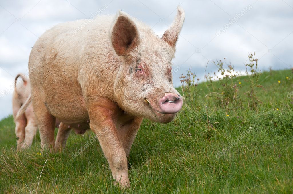 Large white breeding boar pig