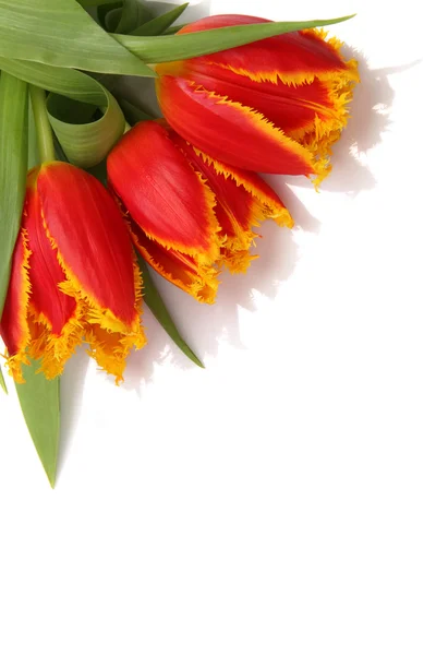 Gyönyörű virágok. Stock Kép