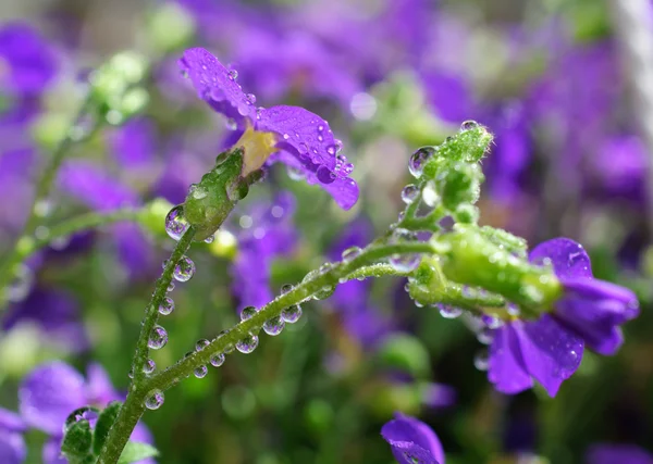 Flor violeta em um dia chuvoso — Fotografia de Stock