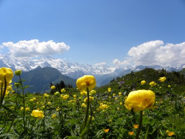 Schynige Platte görünümünden dağ?, İsviçre