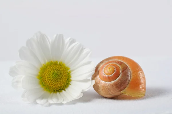 Snail and white flower on white back ground — Stock Photo, Image