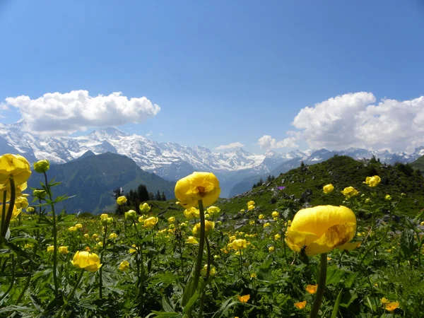 Vistas a la montaña desde Schynige Platte jalá, Suiza — Foto de Stock