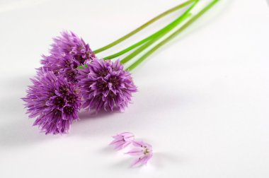 çiçek açan chives