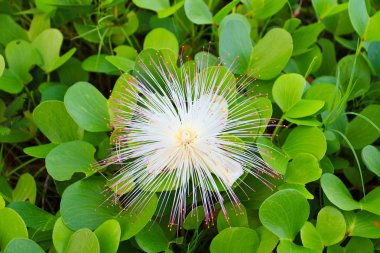 barringtonia asiatica çiçek