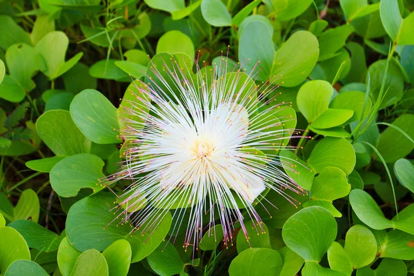 Barringtonia asiatica flower — Stock Photo, Image