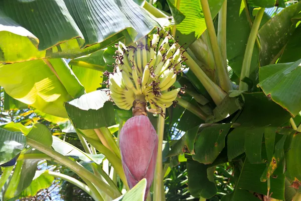 Plátanos en el árbol con flor de plátano Imagen de stock