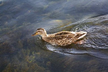 Duck in water clipart