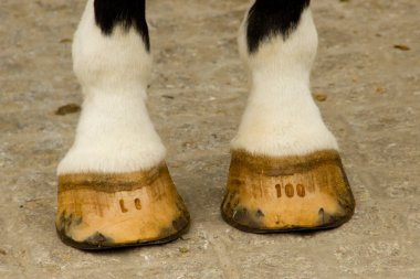 Horse legs clipart