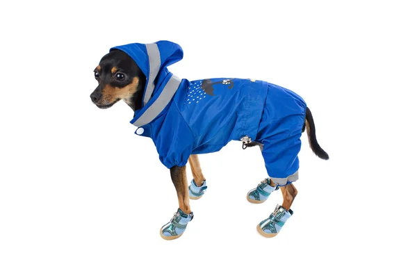 Pequeño perro juguete terrier en traje azul y zapatillas de deporte —  Fotos de Stock