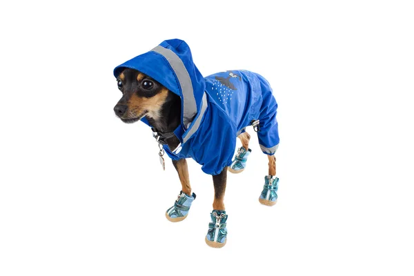 stock image Cute dog toy terrier in blue costume and sneakers