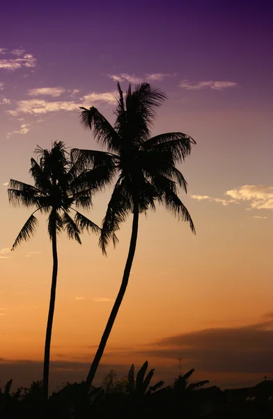 Palmy kokosowe w bali wyspa zwrotnik — Zdjęcie stockowe