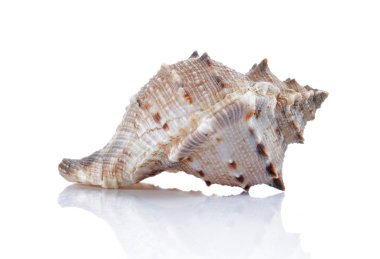 One Shell clipart