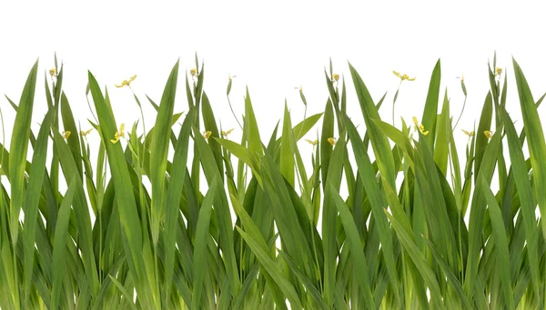 Green grass with yellow flower Isolated On White — Stock Photo, Image