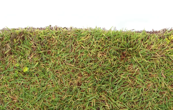 Frisches frühlingsgrünes Gras — Stockfoto