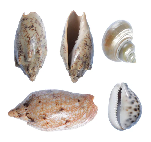 Seashell collection — Stock Photo, Image