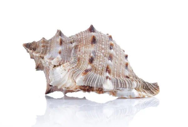 stock image Beautiful seashell