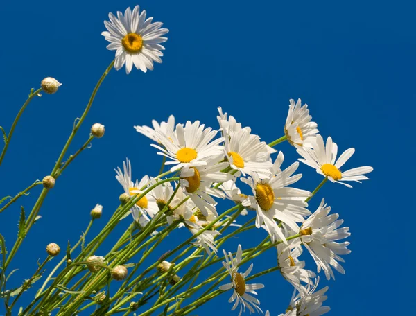 stock image Daisies against blue sky