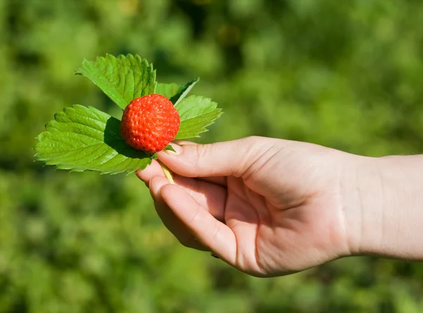 阳光草莓 — 图库照片