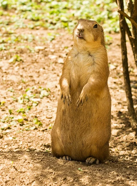 stock image Vigilant prairie dog